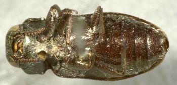 Media type: image;   Entomology 2707 Aspect: habitus ventral view